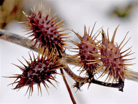 xanthium chinense.